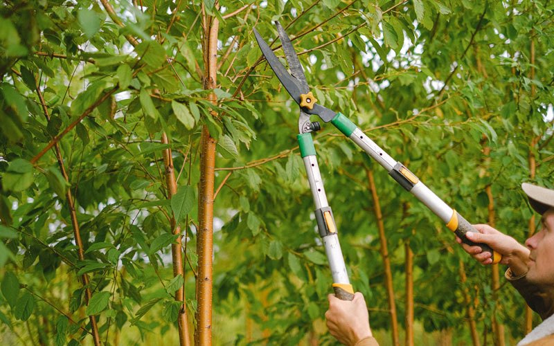 Tree trimming in Selah, WA